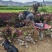 甘肃天水甘谷县出售紫叶矮樱二十万株