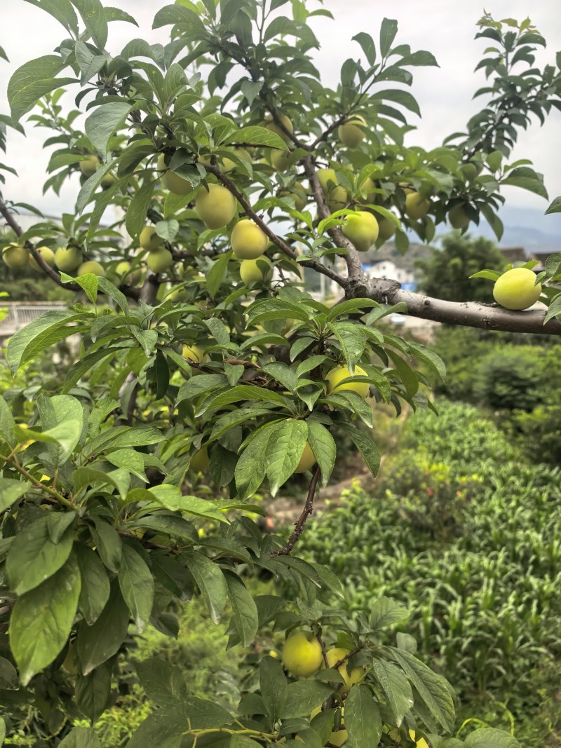 桃花李