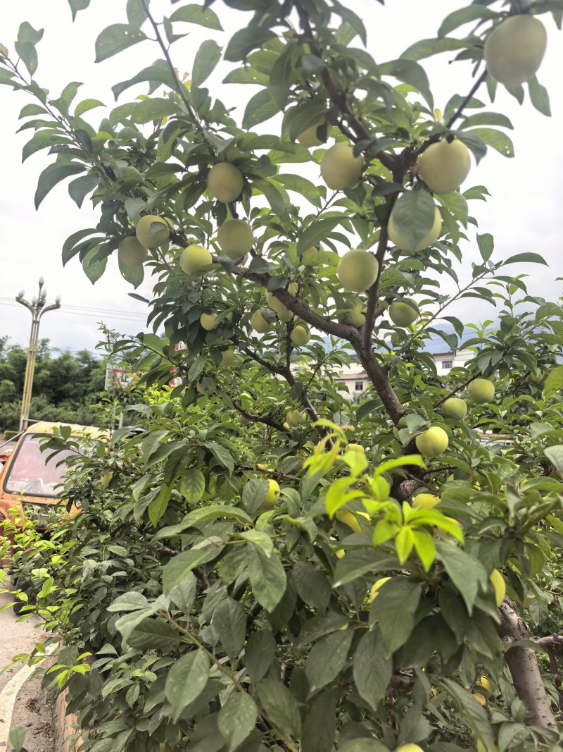 桃花李