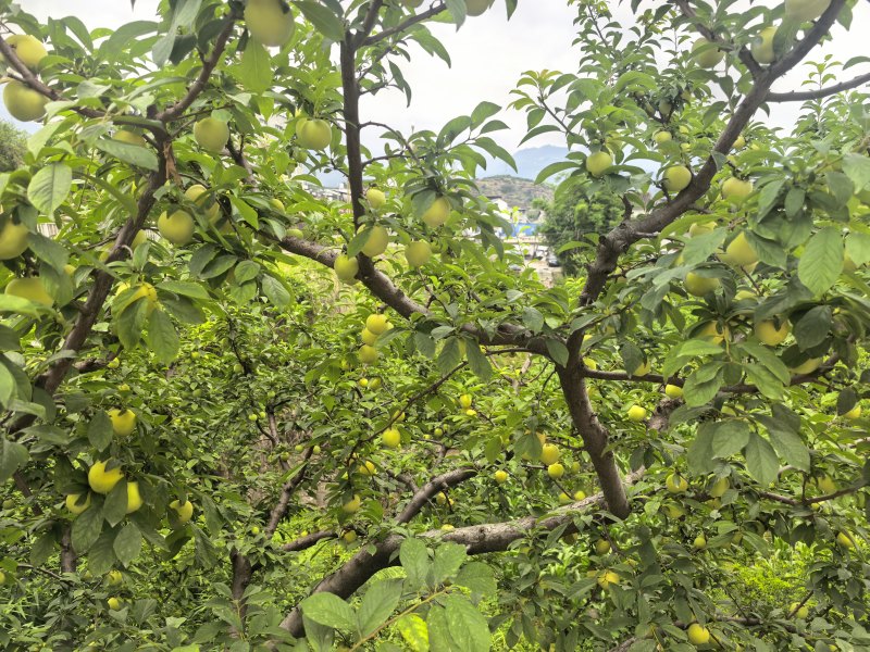 桃花李