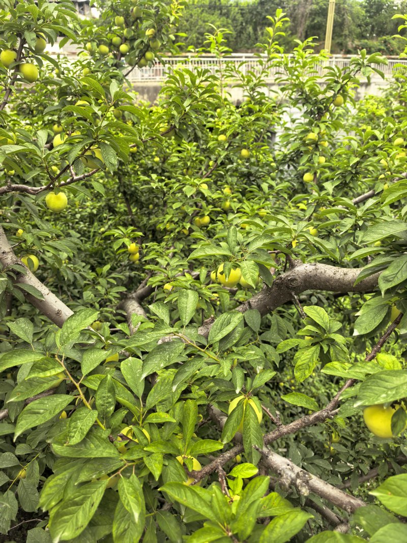 桃花李