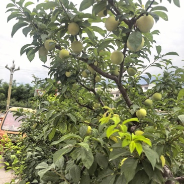 桃花李