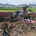 甘肃天水甘谷县出售紫叶矮樱二十万株