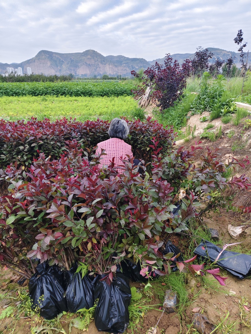 甘肃天水甘谷县出售紫叶矮樱二十万株