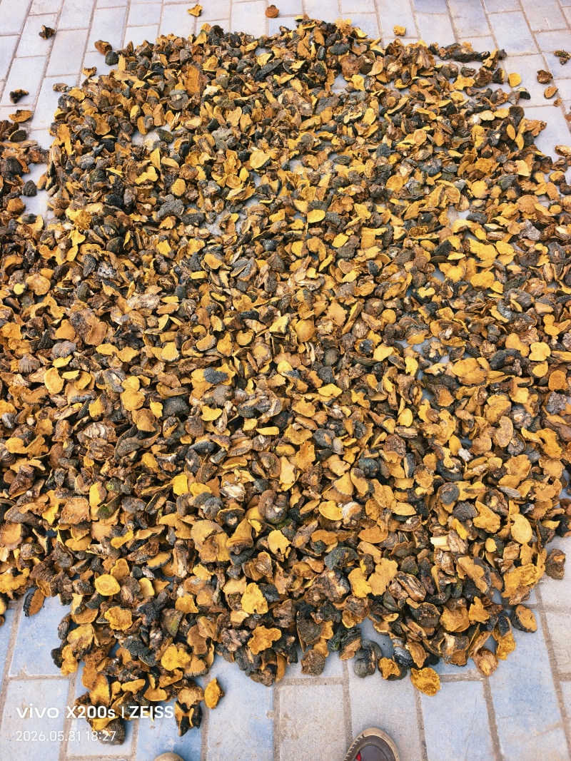 精品岩桑黄