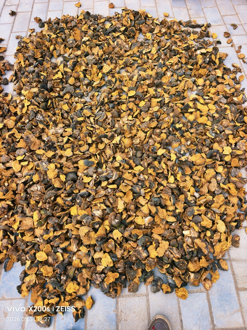 精品岩桑黄