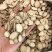 白芷无硫白芷片规格齐全品质保证价格实惠
