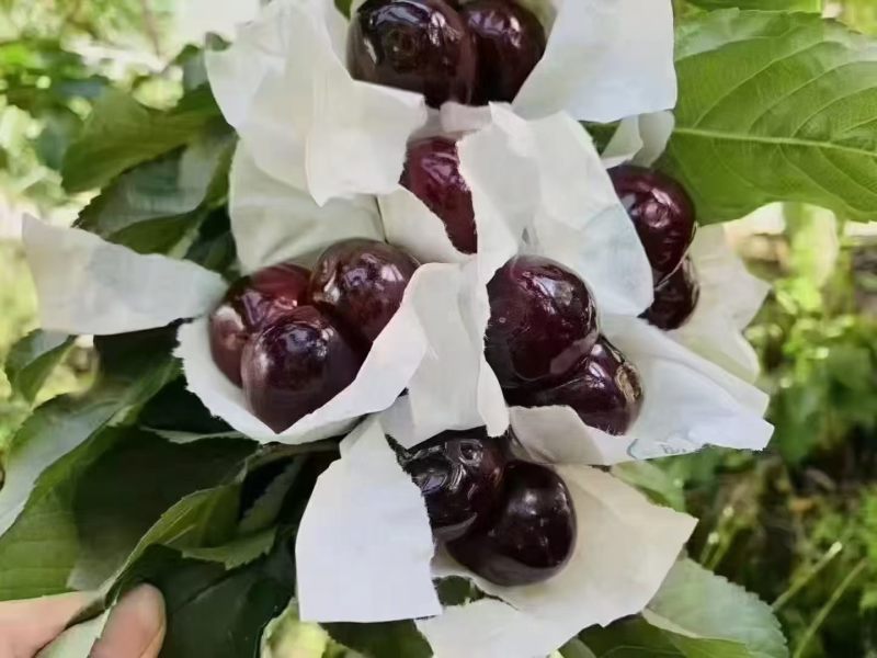 精品黑珍珠车厘子，果肉饱满，滋多味甜，上等佳品京东包邮