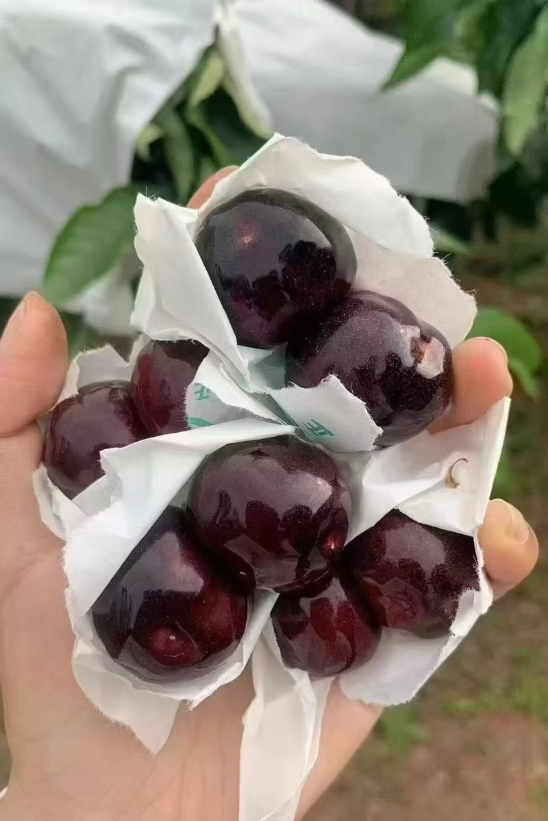 精品黑珍珠车厘子，果肉饱满，滋多味甜，上等佳品京东包邮