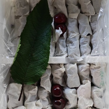 精品黑珍珠车厘子，果肉饱满，滋多味甜，上等佳品京东包邮