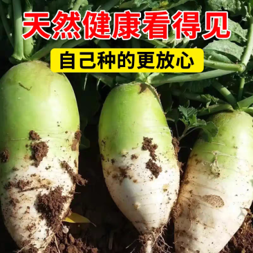 小青头萝卜青萝卜产地一手货源保质保量