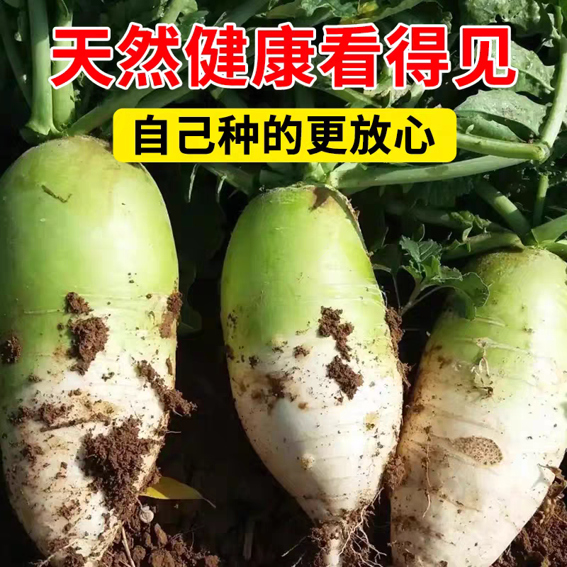 小青头萝卜青萝卜产地一手货源保质保量