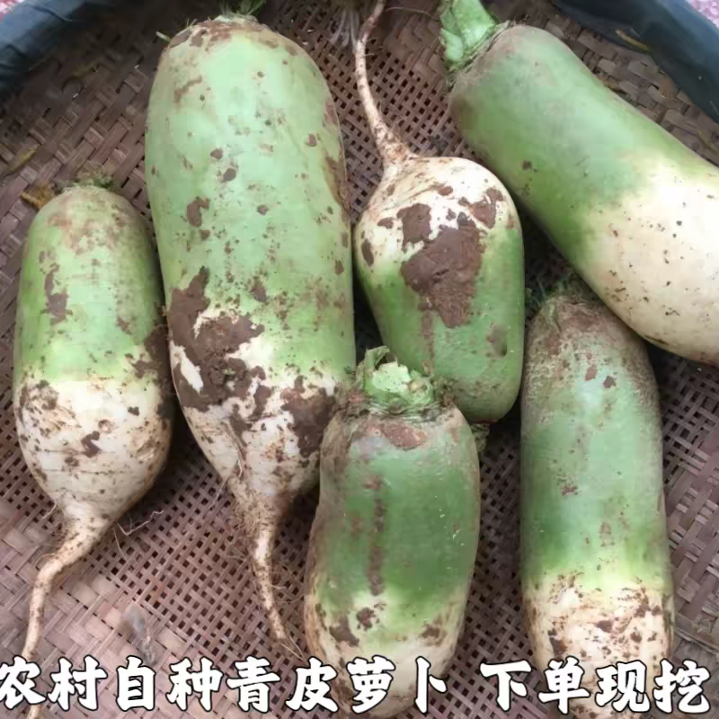 小青头萝卜青萝卜产地一手货源保质保量