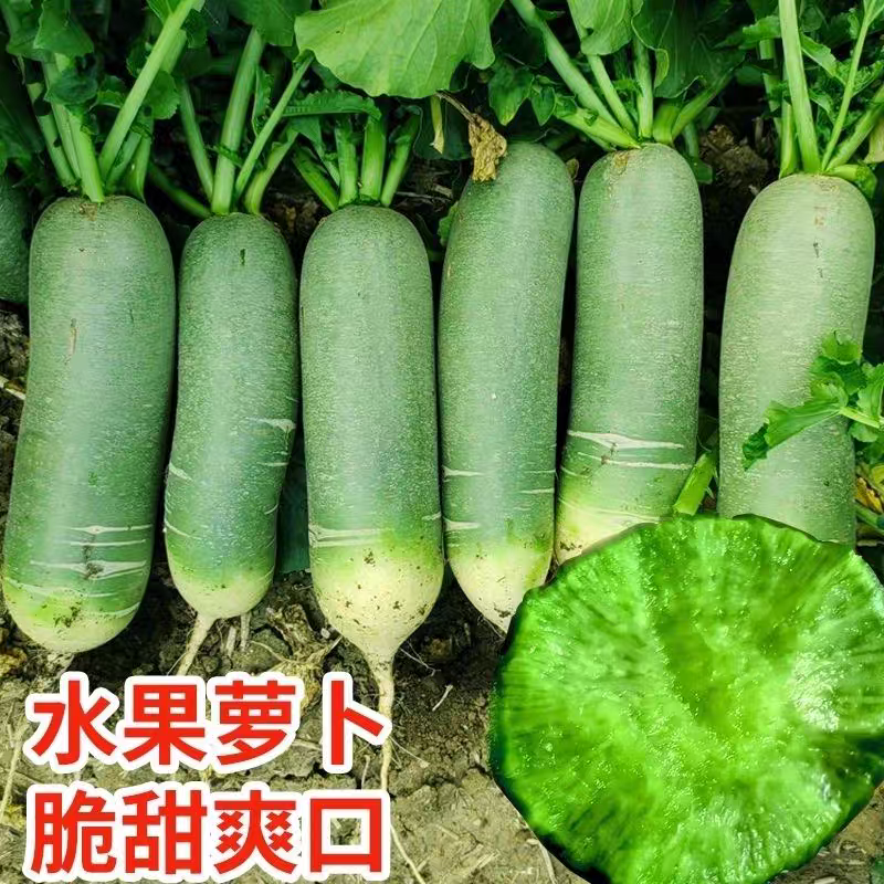 小青头萝卜青萝卜产地一手货源保质保量