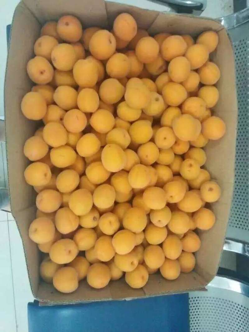 酸甜可口，可做果脯，可批发可零售