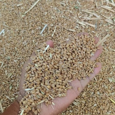 大量供应萌动小麦。