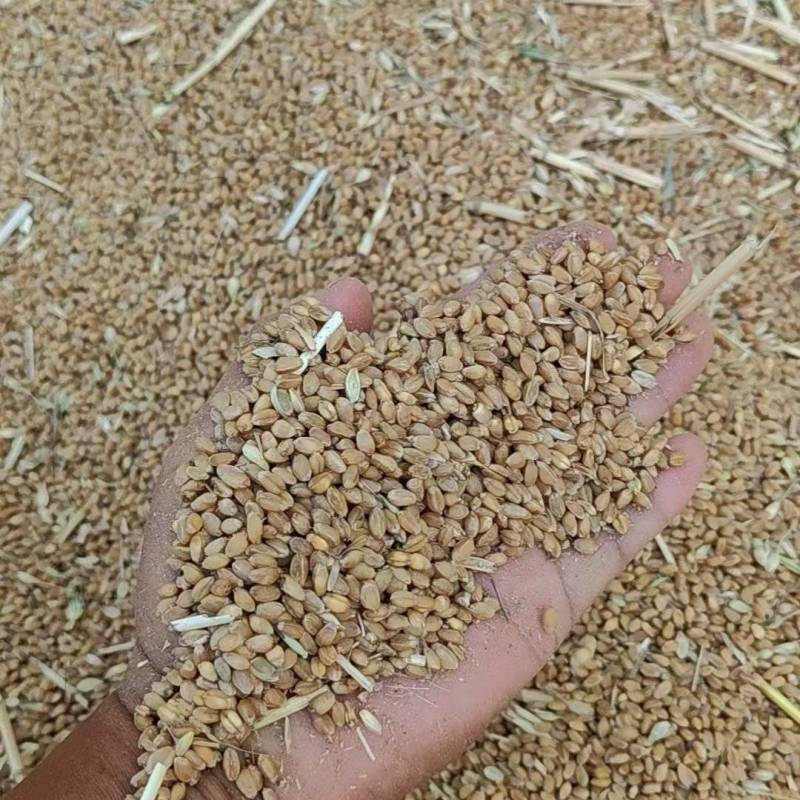 大量供应萌动小麦。