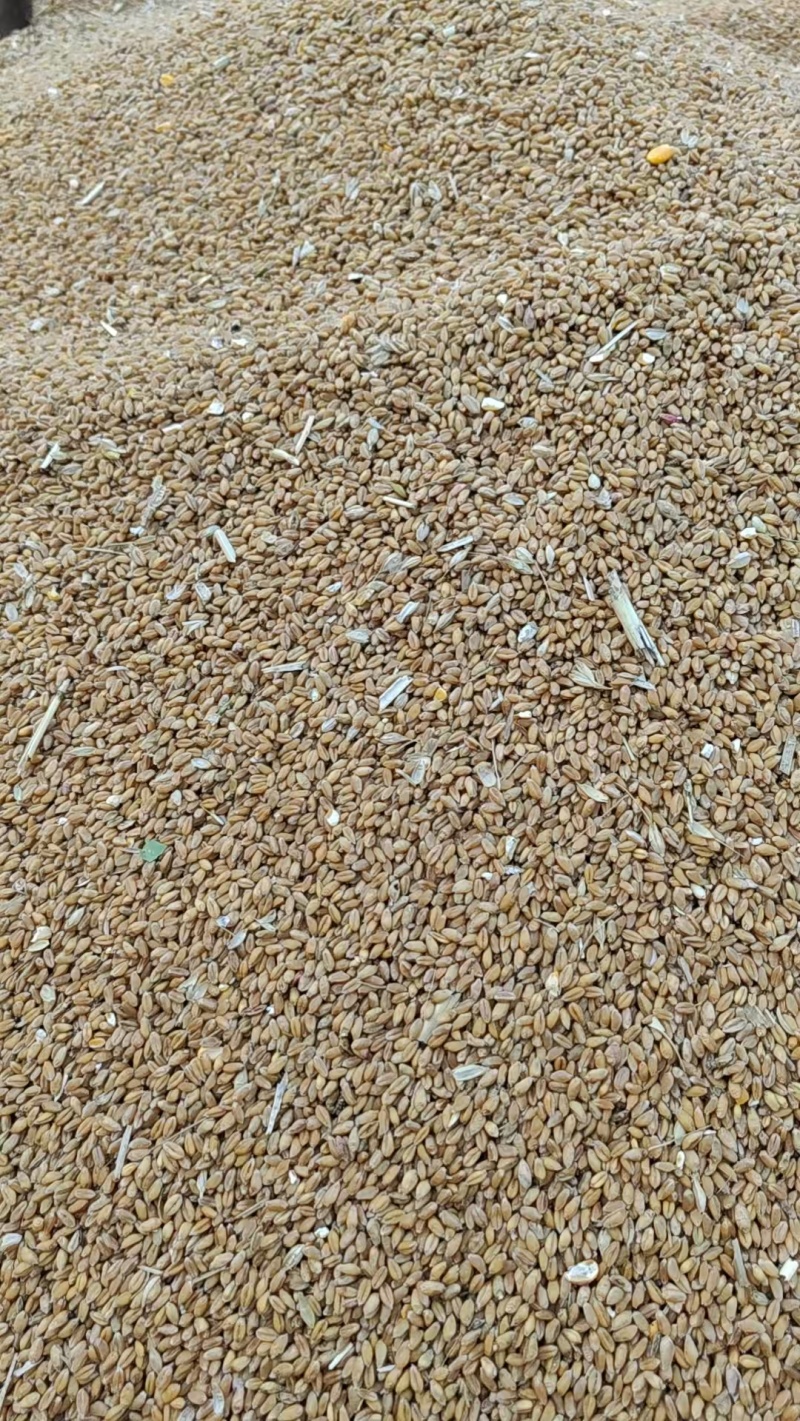 大量供应萌动小麦。