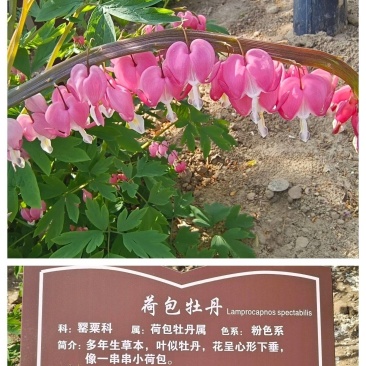 荷包牡丹，规格品种齐全，产地大量发货，一手货源，全国发货
