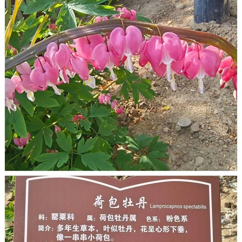 荷包牡丹，规格品种齐全，产地大量发货，一手货源，全国发货