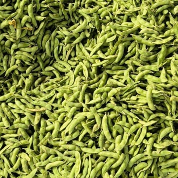 安徽春季毛豆量量品质好