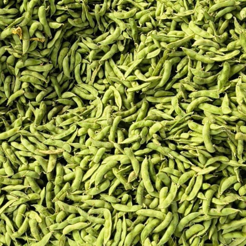 安徽春季毛豆量量品质好