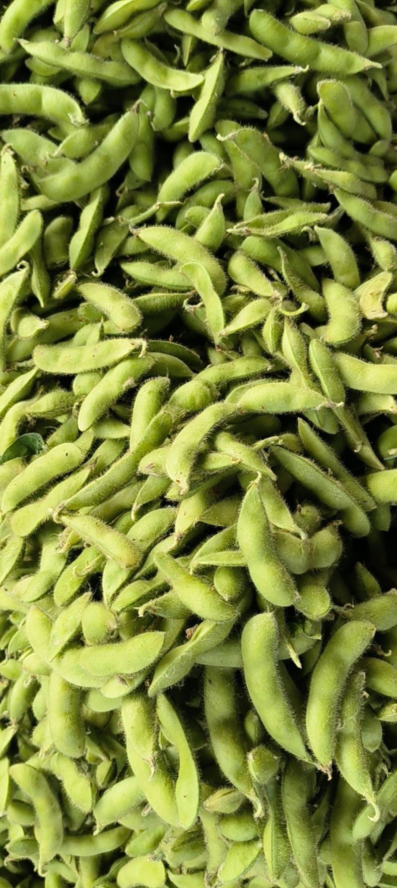 安徽春季毛豆量量品质好