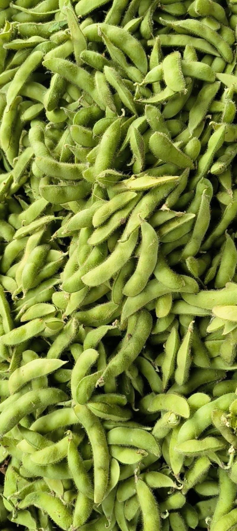 安徽春季毛豆量量品质好