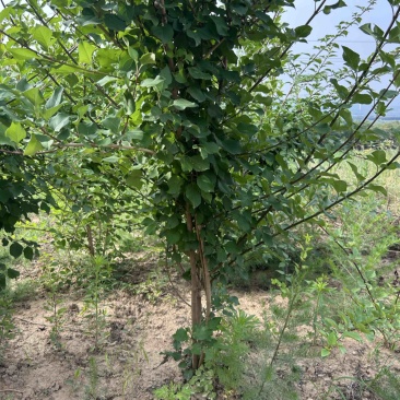 药用连翘树4-8个分支已经结果的药用大果连翘树带土
