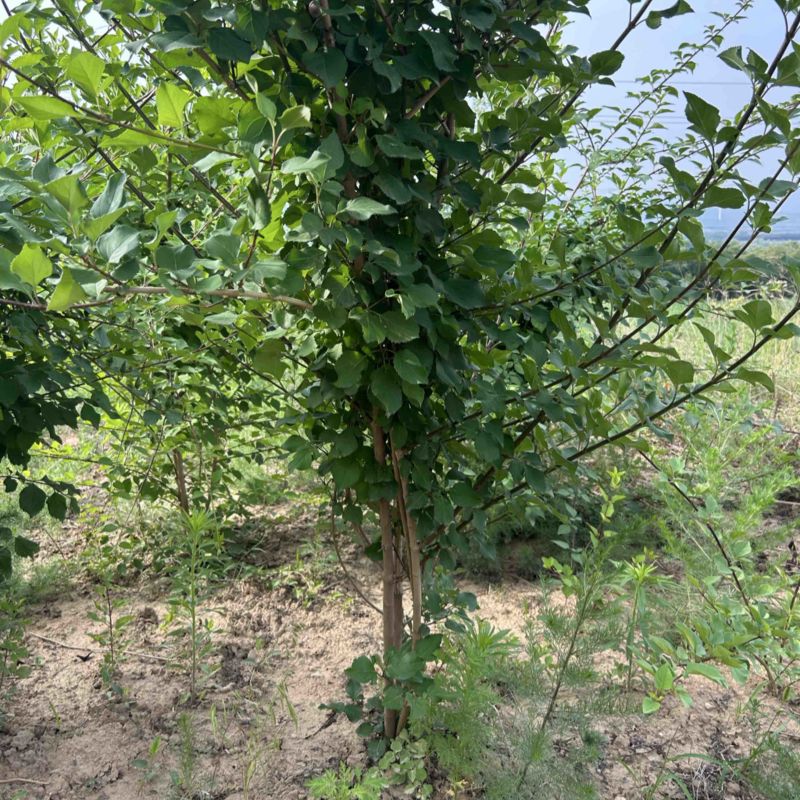 药用连翘树4-8个分支已经结果的药用大果连翘树带土