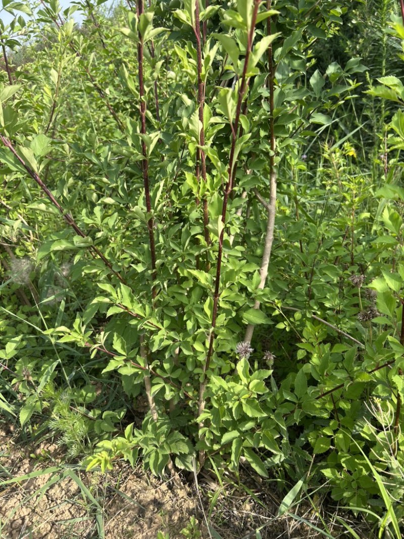药用连翘树4-8个分支已经结果的药用大果连翘树带土