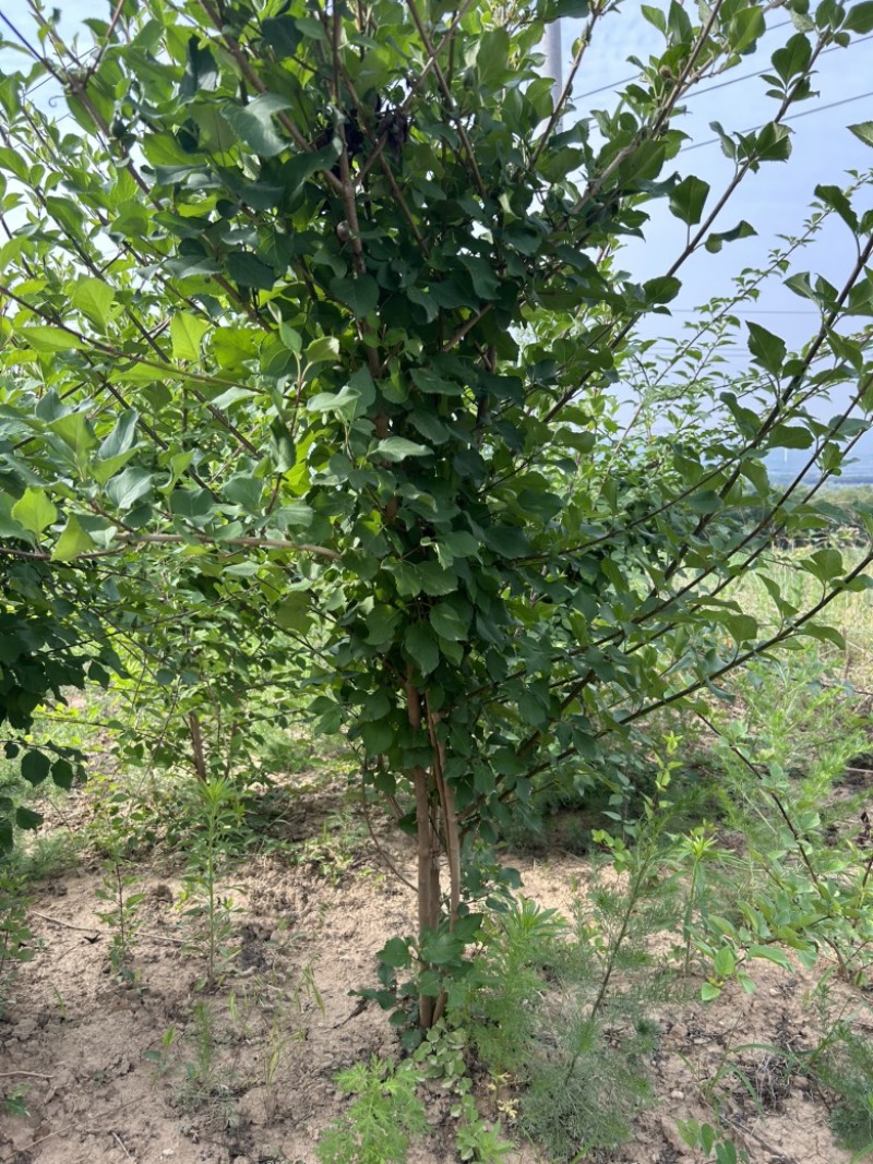 药用连翘树4-8个分支已经结果的药用大果连翘树带土