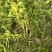 药用连翘树4-8个分支已经结果的药用大果连翘树带土