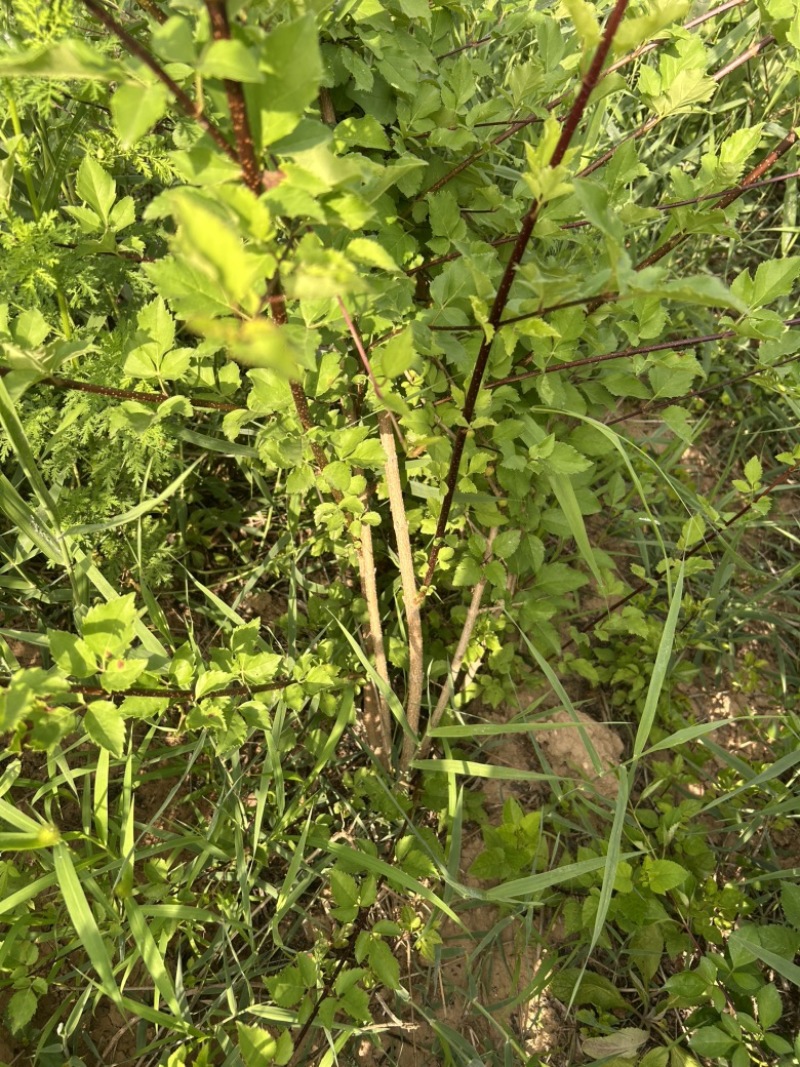 药用连翘树4-8个分支已经结果的药用大果连翘树带土