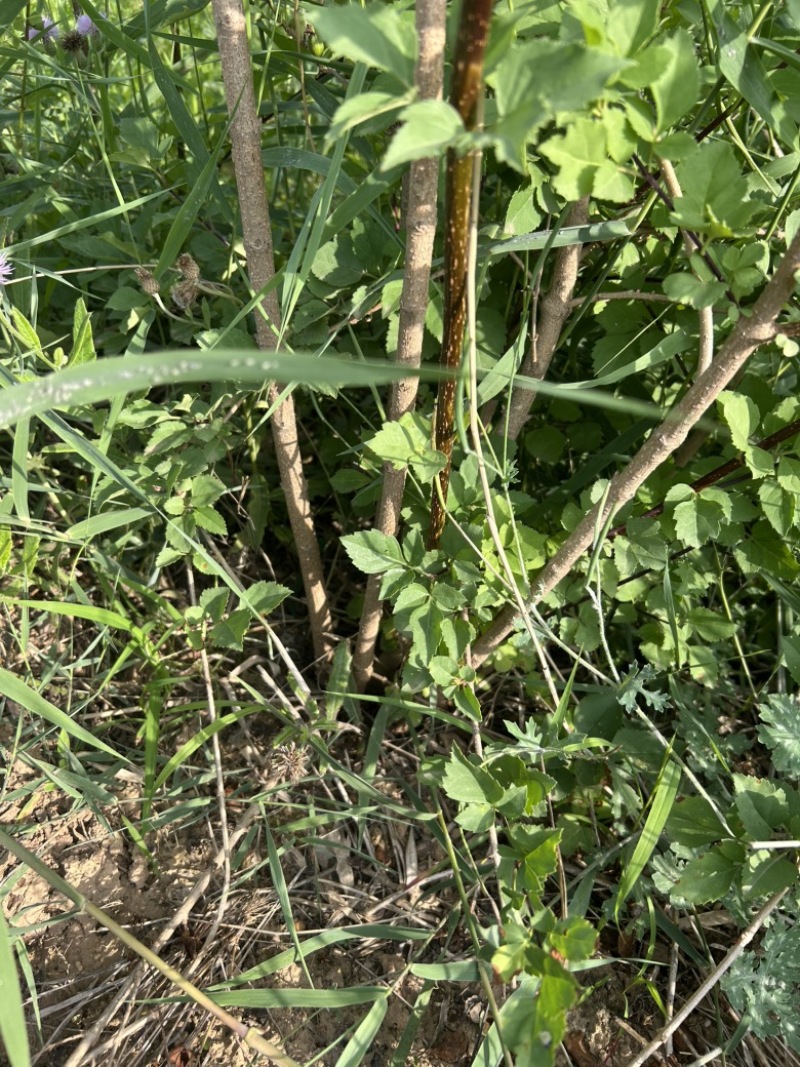 药用连翘树4-8个分支已经结果的药用大果连翘树带土