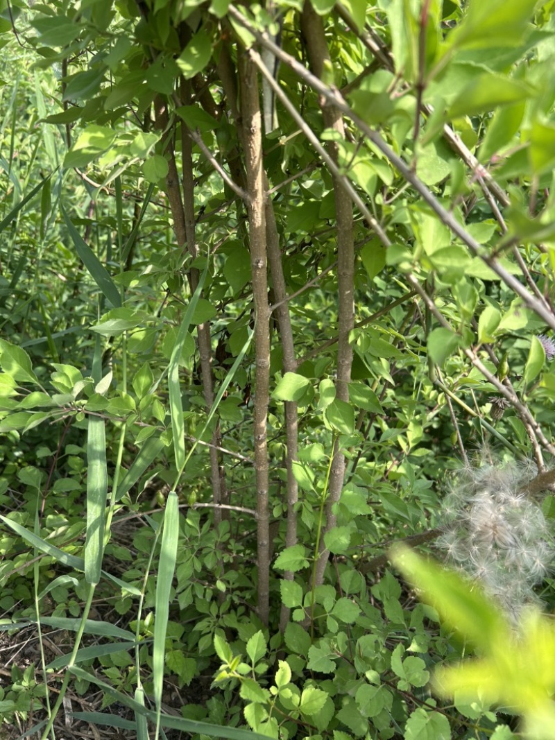 药用连翘树4-8个分支已经结果的药用大果连翘树带土