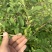 药用连翘树4-8个分支已经结果的药用大果连翘树带土