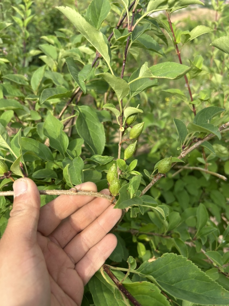 药用连翘树4-8个分支已经结果的药用大果连翘树带土