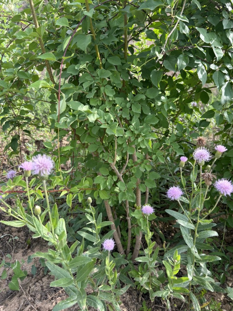 药用连翘树4-8个分支已经结果的药用大果连翘树带土