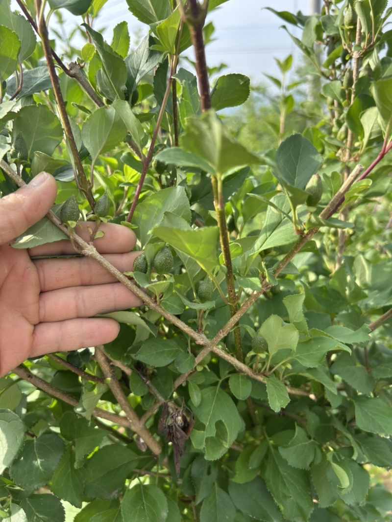 药用连翘树4-8个分支已经结果的药用大果连翘树带土