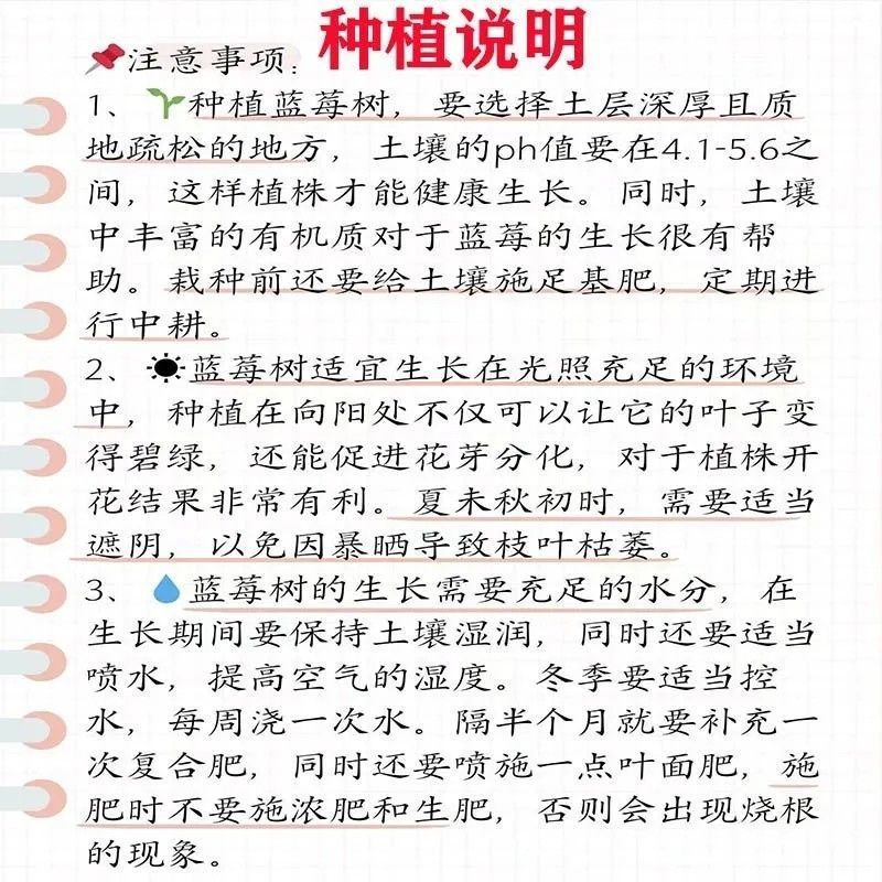 蓝莓苗蓝莓杯苗小苗,奥尼尔薄雾绿宝石兔眼南方均可种植