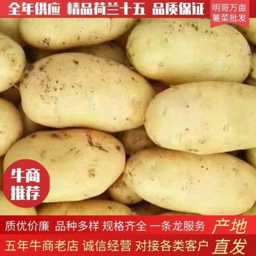 精选黄心土豆（荷兰十五v7西森6号实验1号沃土五号）