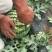 【推荐】陕西甜王西瓜毛毛钱品质好量大价优欢迎联系