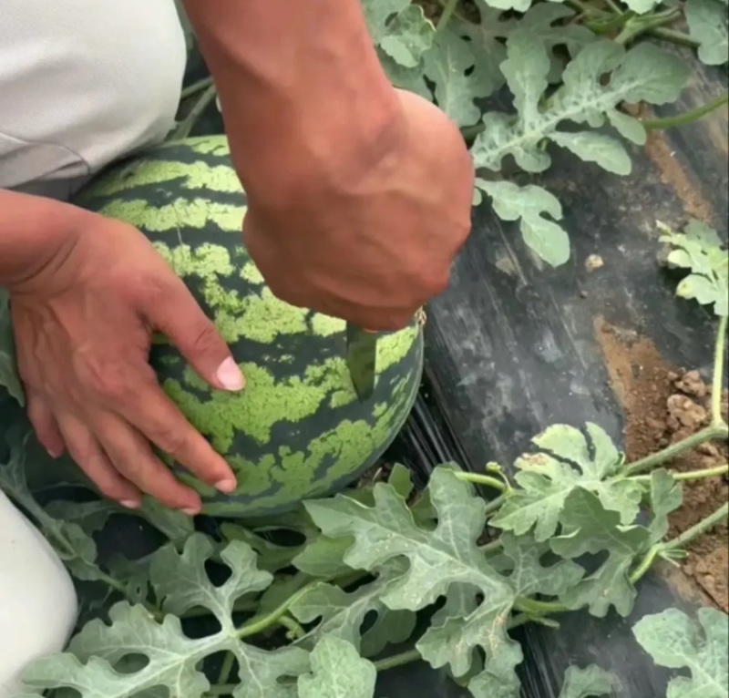 【推荐】陕西甜王西瓜毛毛钱品质好量大价优欢迎联系