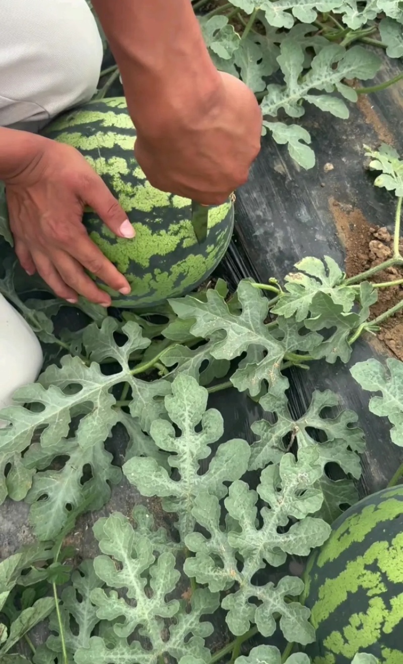【推荐】陕西甜王西瓜毛毛钱品质好量大价优欢迎联系