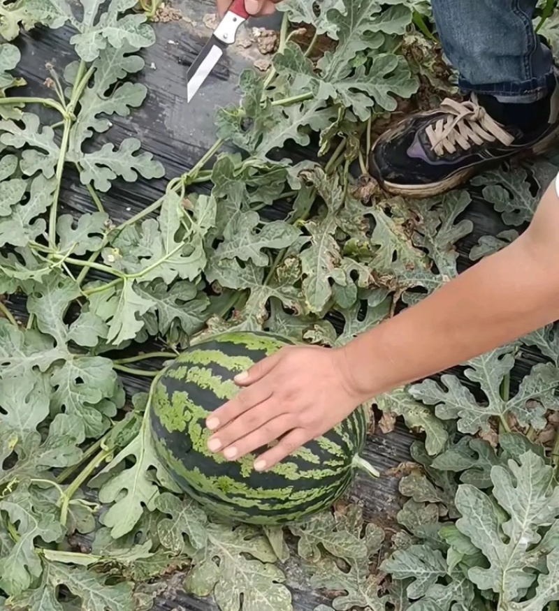【推荐】陕西甜王西瓜毛毛钱品质好量大价优欢迎联系