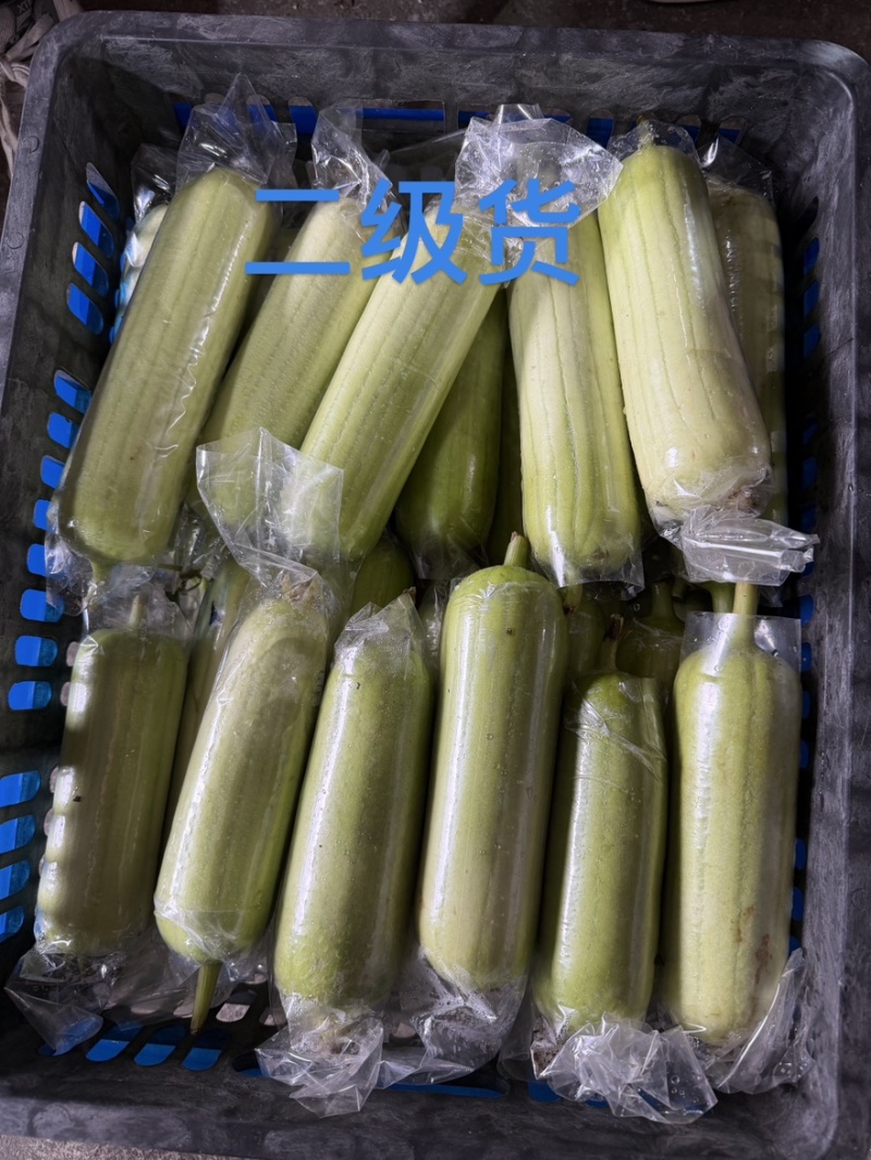 湖南白玉丝瓜全国发车基地直供