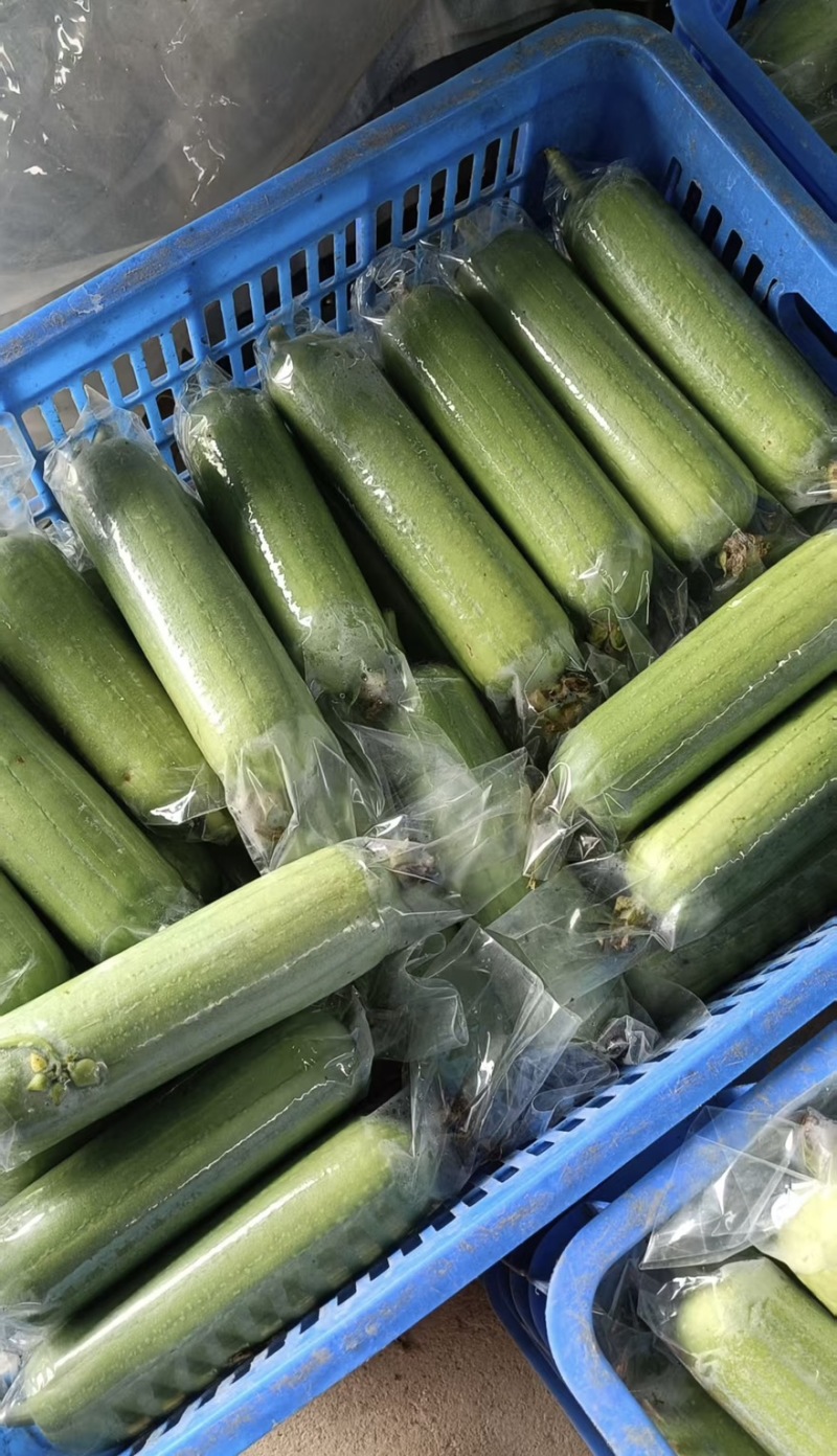 湖南白玉丝瓜全国发车基地直供