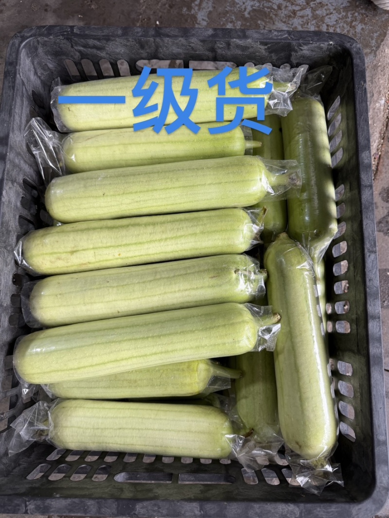 湖南白玉丝瓜全国发车基地直供