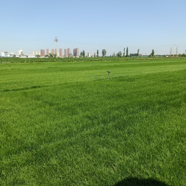 精品草皮，基地自产自销
